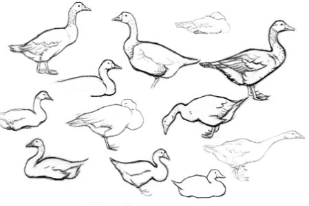 Study sketch of geese by Julie de Graag (1877-1924).. Free illustration for personal and commercial use.