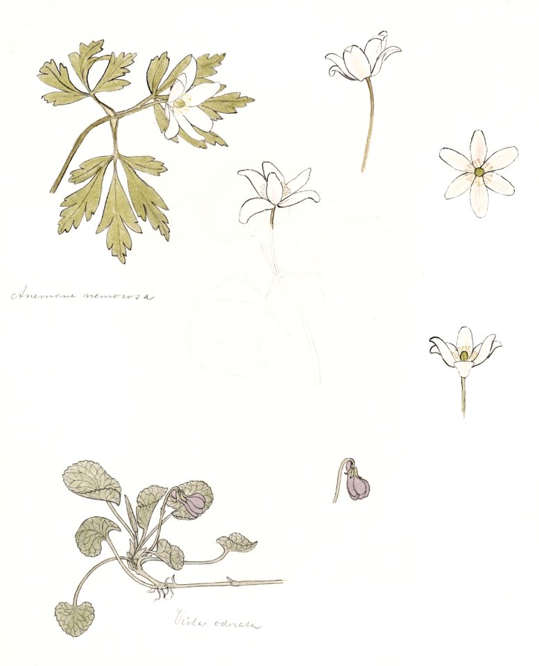 Sketches of wood anemone and sweet violet by Julie de Graag (1877-1924).