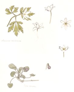 Sketches of wood anemone and sweet violet by Julie de Graag (1877-1924).. Free illustration for personal and commercial use.
