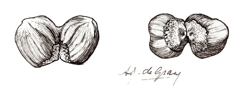 Two hazelnuts sketches by Julie de Graag (1877-1924).. Free illustration for personal and commercial use.