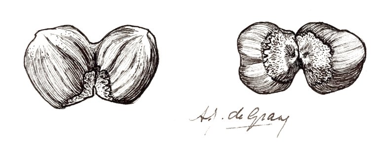 Two hazelnuts sketches by Julie de Graag (1877-1924).