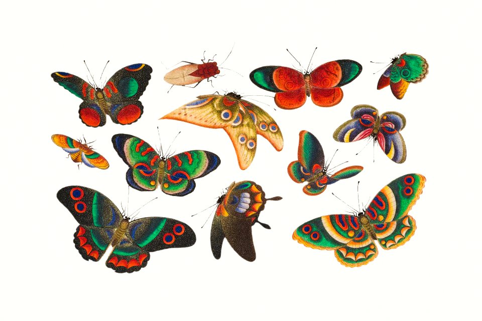 Chinese butterfly and insect painting from the Qing Dynasty (1644–1911) by anonymous.. Free illustration for personal and commercial use.