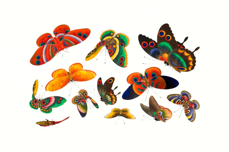 Chinese butterfly and insect painting from the Qing Dynasty (1644–1911) by anonymous.