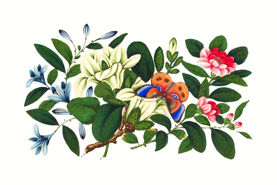 Chinese flower painting from the Qing Dynasty (1644–1911) by anonymous.