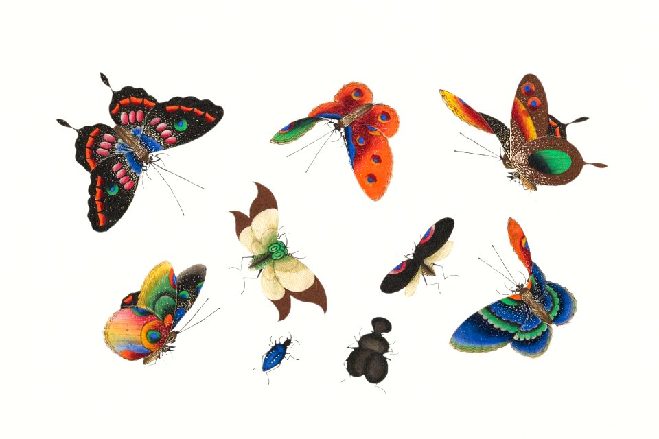 Chinese butterfly and insect painting from the Qing Dynasty (1644–1911) by anonymous.