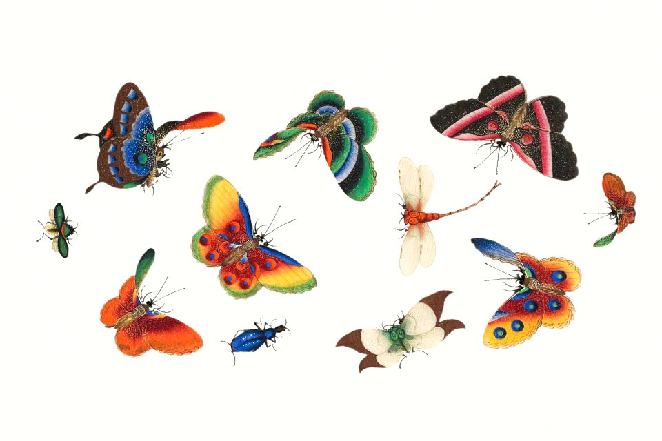 Chinese butterfly and insect painting from the Qing Dynasty (1644–1911) by anonymous.