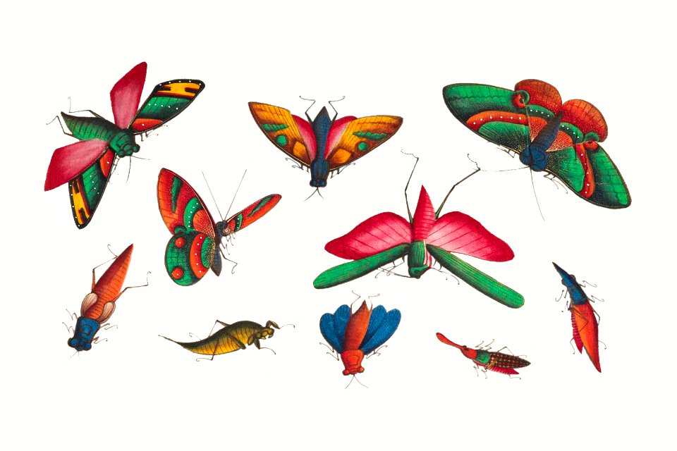 Chinese butterfly and insect painting from the Qing Dynasty (1644–1911) by anonymous.
