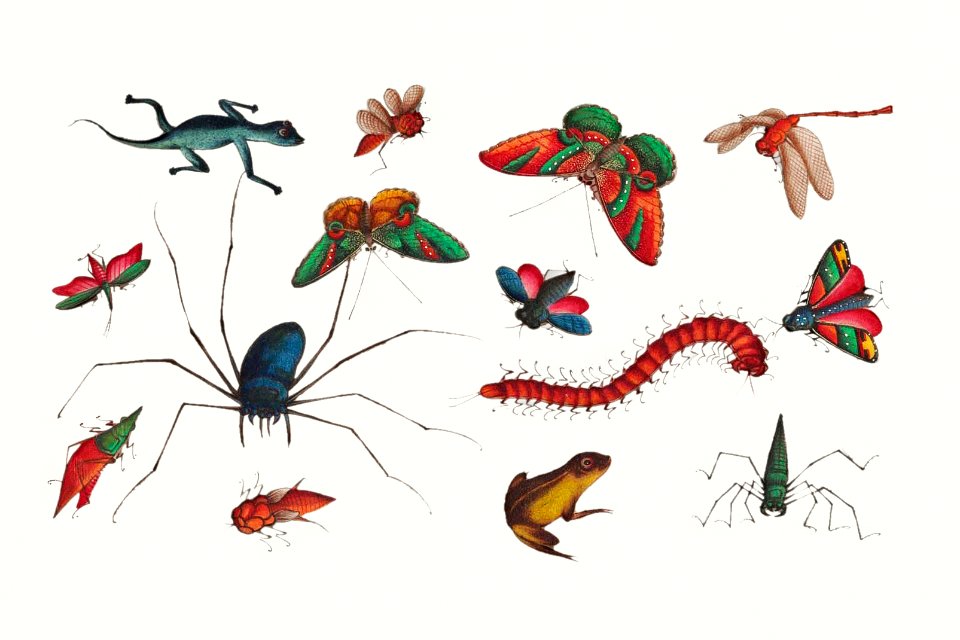Chinese butterfly and insect painting from the Qing Dynasty (1644–1911) by anonymous.