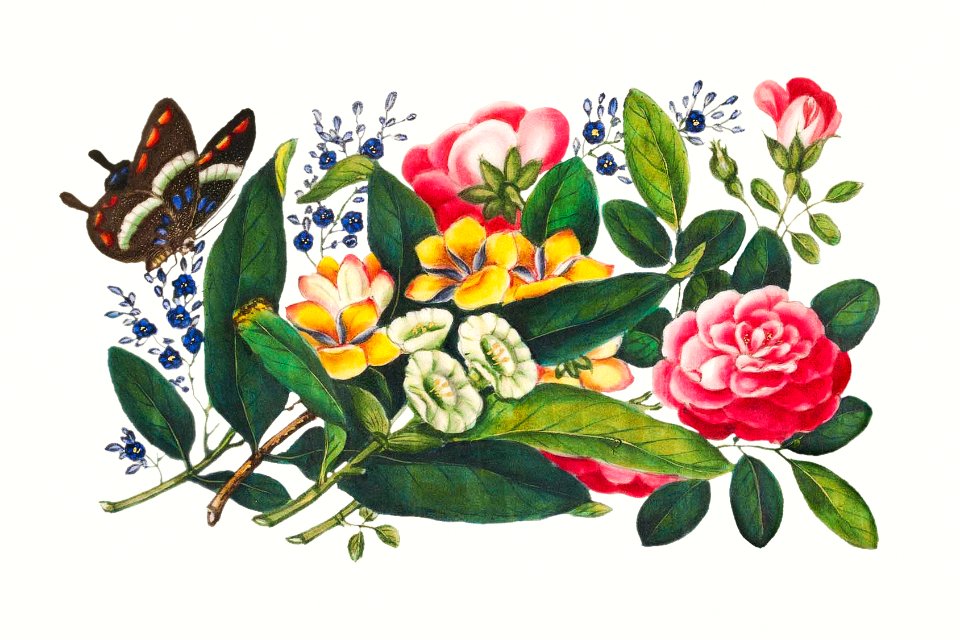 Chinese peony painting from the Qing Dynasty (1644–1911) by anonymous.