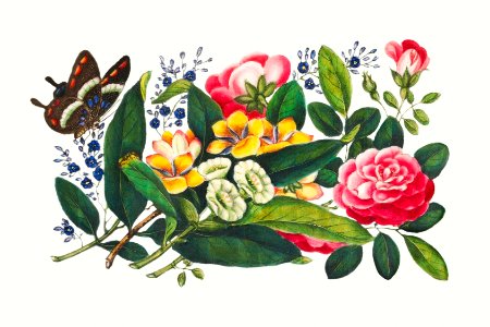 Chinese peony painting from the Qing Dynasty (1644–1911) by anonymous.