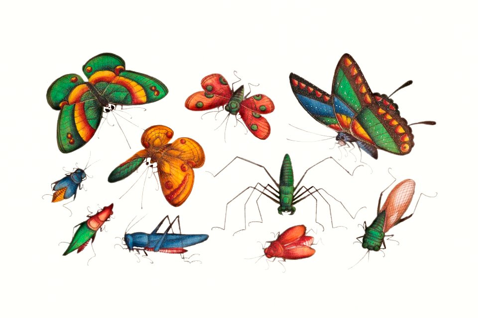 Chinese butterfly and insect painting from the Qing Dynasty (1644–1911) by anonymous.