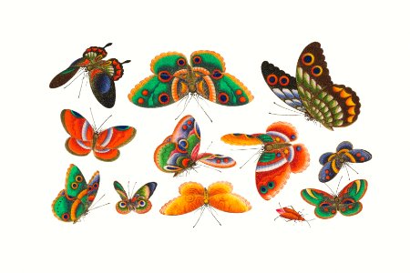 Chinese butterfly and insect painting from the Qing Dynasty (1644–1911) by anonymous.. Free illustration for personal and commercial use.