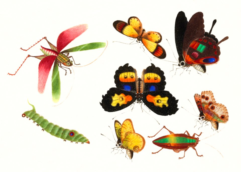 Chinese insect drawing of five butterflies, a beetle, caterpillar and a grasshopper from the 18th century.