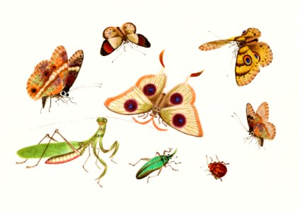 Chinese insect drawing of four butterflies, a moth, praying mantis and two insects from the 18th century.. Free illustration for personal and commercial use.