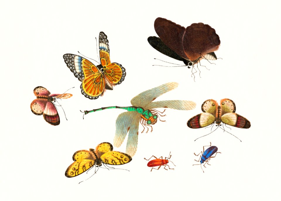 Chinese insect drawing of five butterflies, two beetles and a dragonfly from the 18th century.