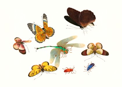 Chinese insect drawing of five butterflies, two beetles and a dragonfly from the 18th century.