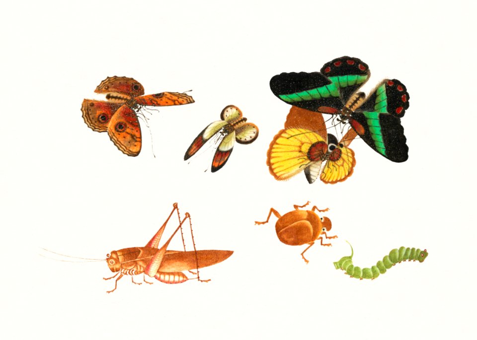 Chinese insect drawing of four butterflies, a beetle, caterpillar and a grasshopper from the 18th century.