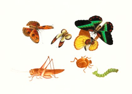 Chinese insect drawing of four butterflies, a beetle, caterpillar and a grasshopper from the 18th century.. Free illustration for personal and commercial use.