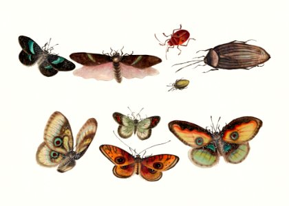 Chinese insect drawing of five butterflies, three beetles and four insects from the 18th century.. Free illustration for personal and commercial use.
