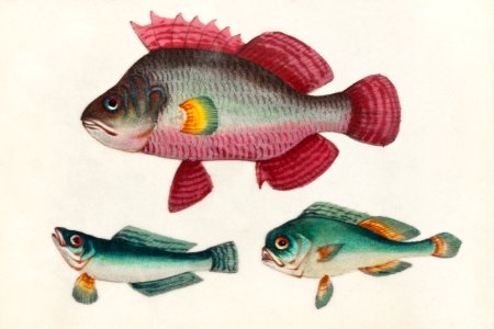 Chinese painting of one pink fish and two green fish (ca.1800–1899) from the Miriam and Ira D. Wallach Division of Art, Prints and Photographs: Art & Architecture Collection.