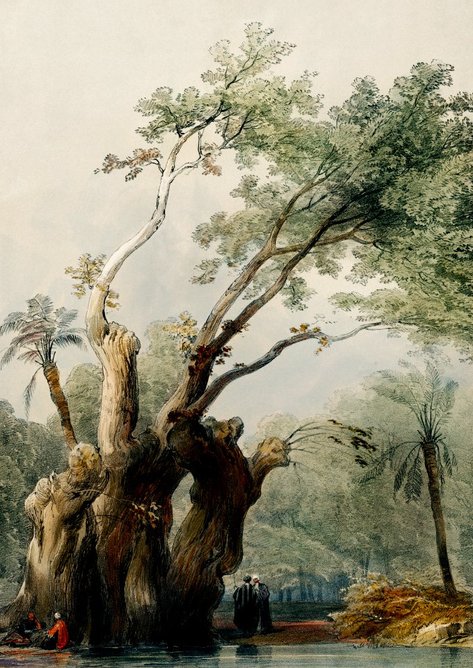 The holy tree of Metereah illustration by David Roberts (1796–1864).