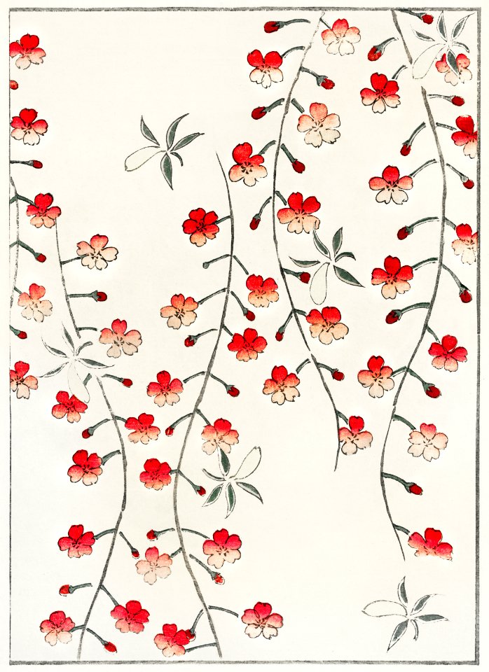Cherry blossom illustration from Bijutsu Sekai (1893-1896) by Watanabe Seitei, a prominent Kacho-ga artist. Digitally enhanced from our own original edition.