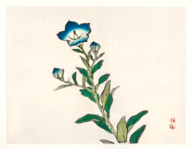 Morning glory by Kōno Bairei (1844-1895). Digitally enhanced from our own original 1913 edition of Bairei Gakan.. Free illustration for personal and commercial use.