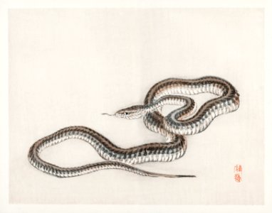 Snake by Kōno Bairei (1844-1895). Digitally enhanced from our own original 1913 edition of Barei Gakan.. Free illustration for personal and commercial use.