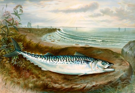 Mackerel fish chromolithograph (1878) by Samuel Kilbourne.. Free illustration for personal and commercial use.