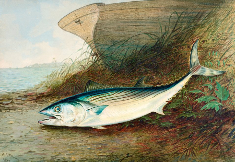 Mackerel chromolithograph (1879) by Samuel Kilbourne.