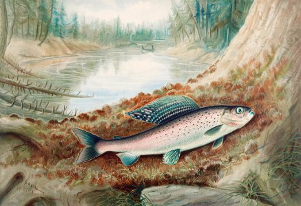 Arctic Grayling chromolithograph (1880) by Samuel Kilbourne.. Free illustration for personal and commercial use.