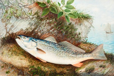 The Weakfish chromolithograph (n.d.) by Samuel Kilbourne.. Free illustration for personal and commercial use.