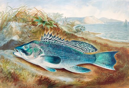 The Sea Bass chromolithograph (1879) by Samuel Kilbourne.. Free illustration for personal and commercial use.