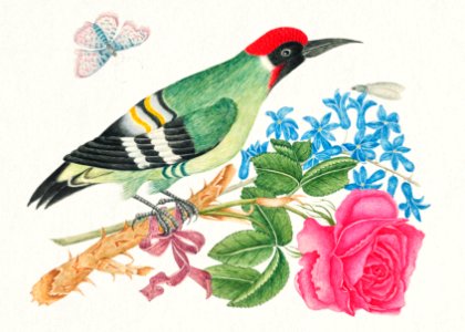 The 18th century illustration of a European green woodpecker on a branch with rose and forget me nots.. Free illustration for personal and commercial use.