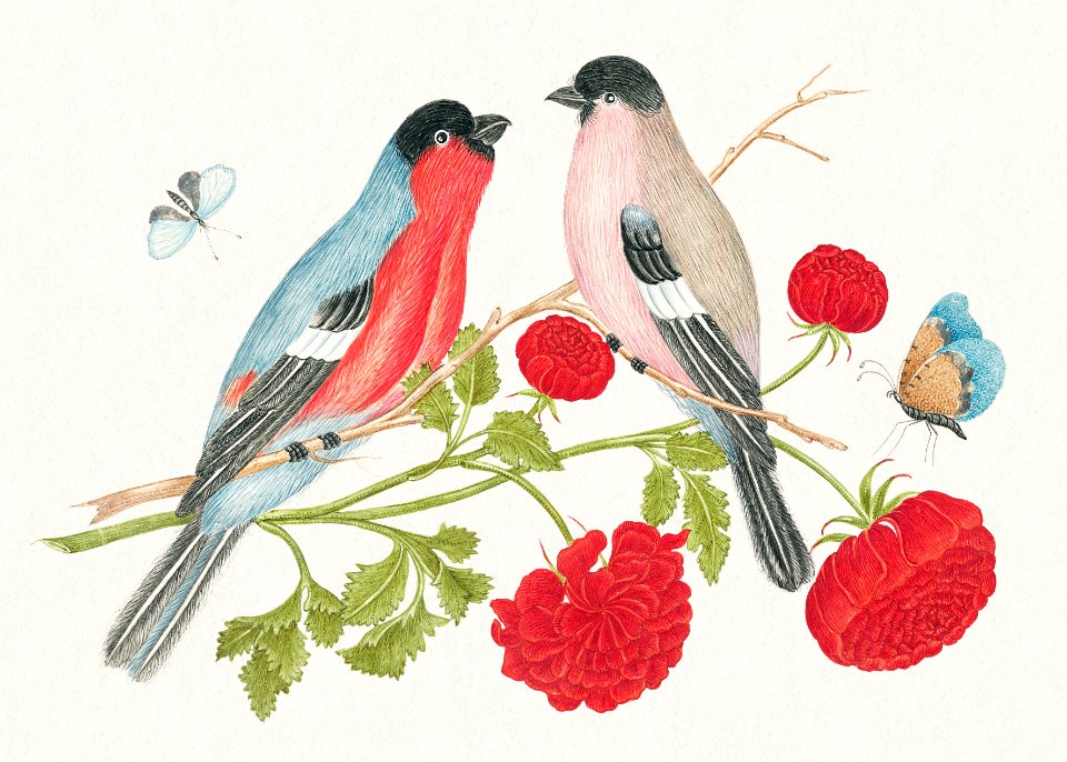 The 18th century illustration of a bird perched on a branch which bears a pear, red and white blossoms, and leaves with a ladybug and butterfly in upper right corner.