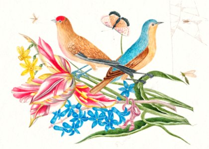 The 18th century illustration of two birds on a branch of tulips with insects.