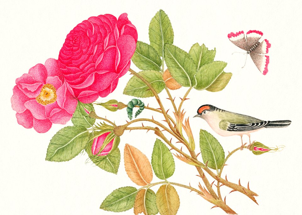 The 18th century illustration of a small red headed bird on rose branch.