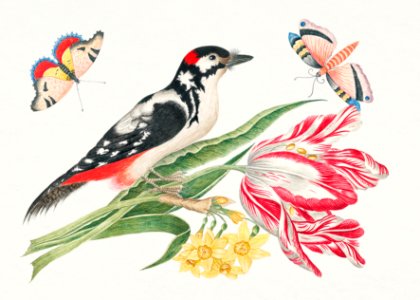 The 18th century illustration of a black and white mottled bird on tulip stem with daffodils and butterflies.. Free illustration for personal and commercial use.
