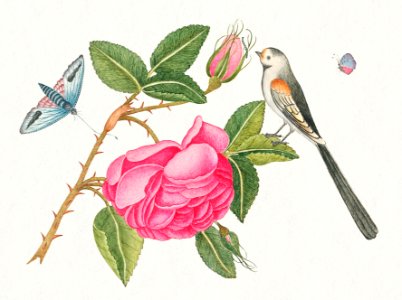 The 18th century illustration of a small black and white bird on rose leaf with blossoms and butterflies.