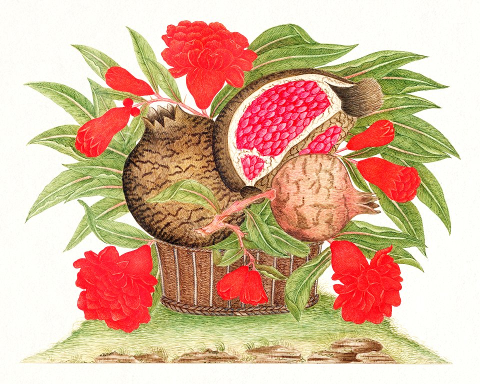 The 18th century illustration of a basket of blossoms and leaves with pomegranates on earth.