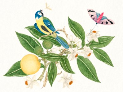 The 18th century illustration of a bird on an orange branch with butterfly.. Free illustration for personal and commercial use.