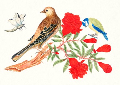 The 18th century illustration of brown and black bird and blue and yellow birds on branch with red blossoms hunting insects.