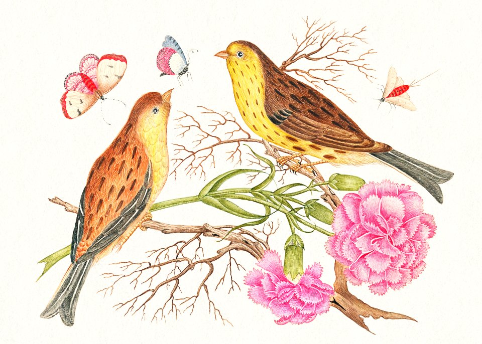 The 18th century illustration of two brown and yellow birds on branches with carnations and insects.