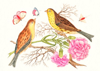 The 18th century illustration of two brown and yellow birds on branches with carnations and insects.. Free illustration for personal and commercial use.