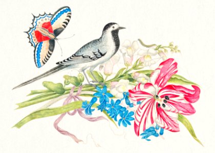 The 18th century illustration of a gray bird on a branch with tulip, snapdragons, and forget-me-nots with butterfly.. Free illustration for personal and commercial use.