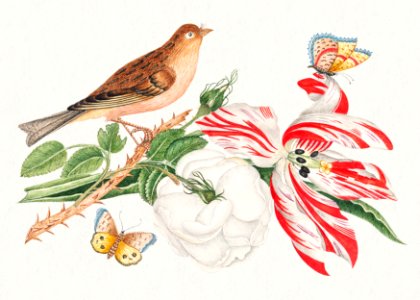 The 18th century illustration of a brown bird on a branch with rose, tulip, and insects.. Free illustration for personal and commercial use.