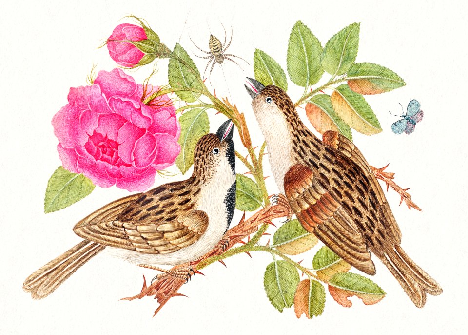 The 18th century illustration of pair of brown birds on rose stem with butterfly and spider.