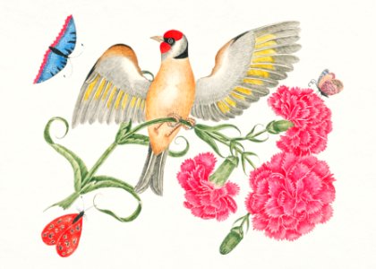 The 18th century illustration of a brown bird with red head on carnation stem with butterflies.. Free illustration for personal and commercial use.