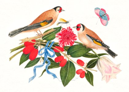 The 18th century illustration of pair of brown birds with blossoms, berries, and a butterfly.. Free illustration for personal and commercial use.