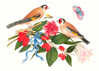 The 18th century illustration of pair of brown birds with blossoms, berries, and a butterfly.